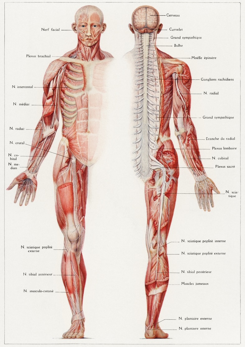 Muscle structure diagram